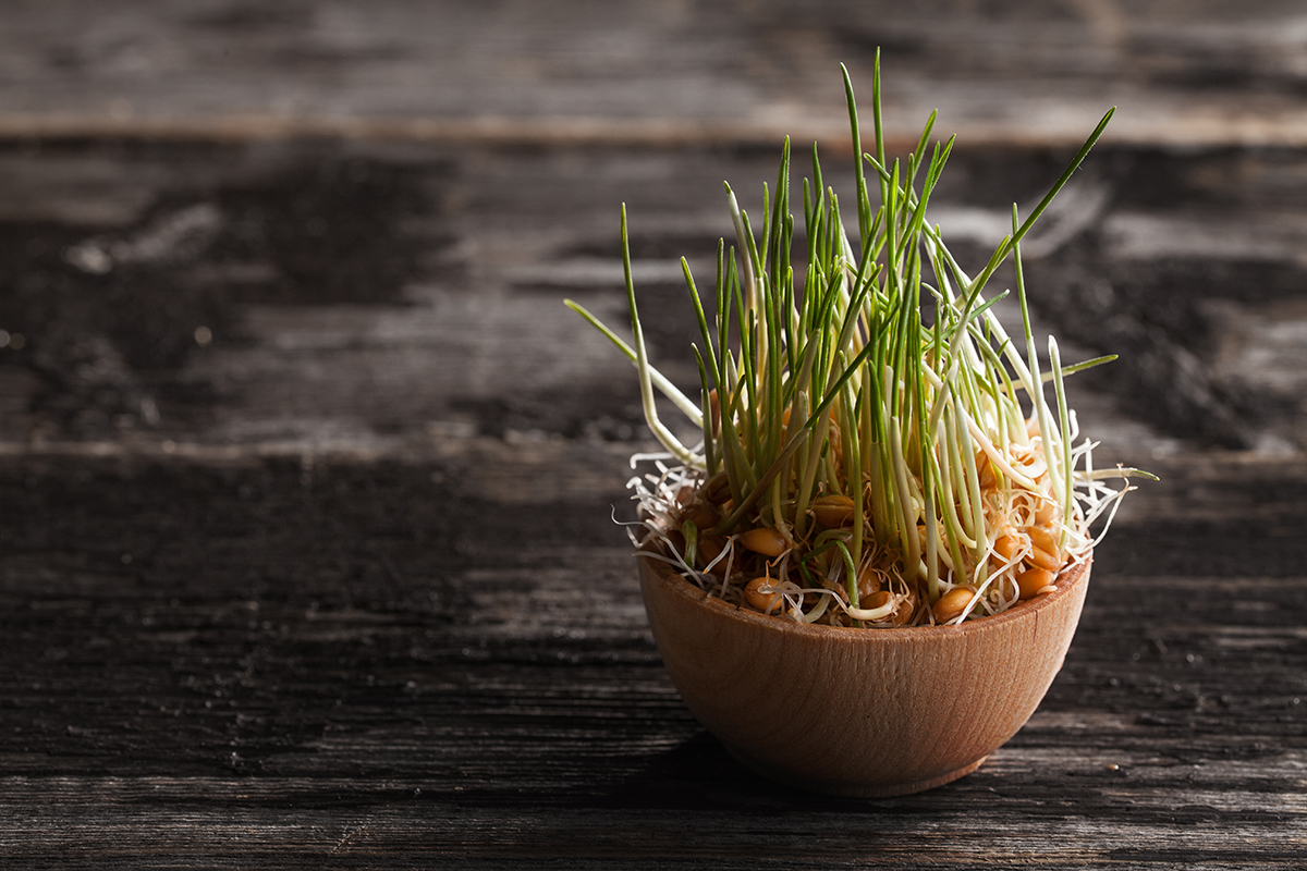 bases legales agro rosa